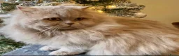 British Longhair cats for sale: GCCF kittens  - Advert 2