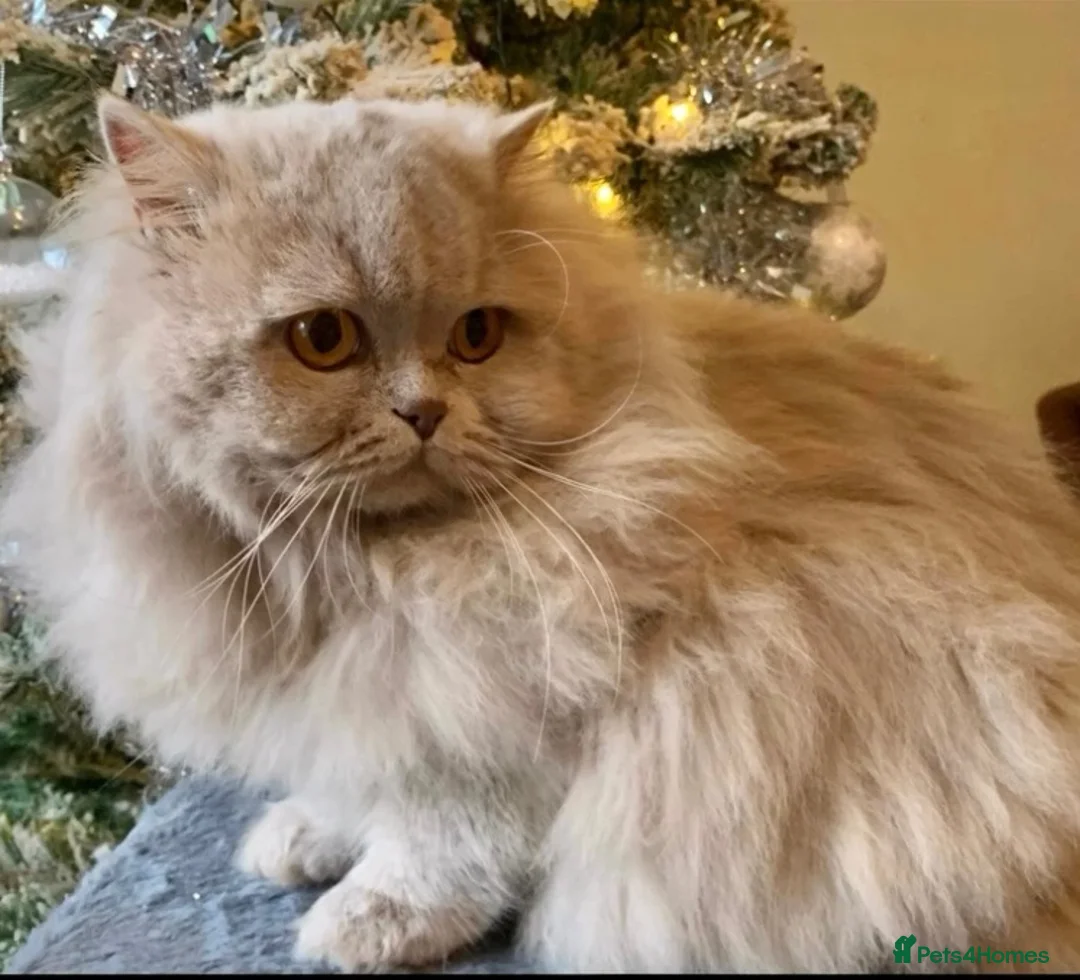 British Longhair cats for sale: GCCF kittens  - Advert 2