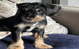 Mixed Breed dogs for sale: Sprocker puppy’s  - Image 8