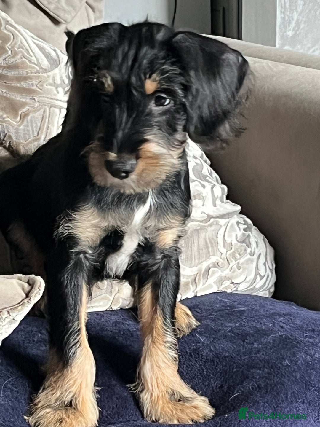 Mixed Breed dogs for sale: Sprocker puppy’s  - Image 8