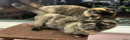Scottish Fold cats for sale: Scottish fold cross Munchkins in Ballater - Advert 5