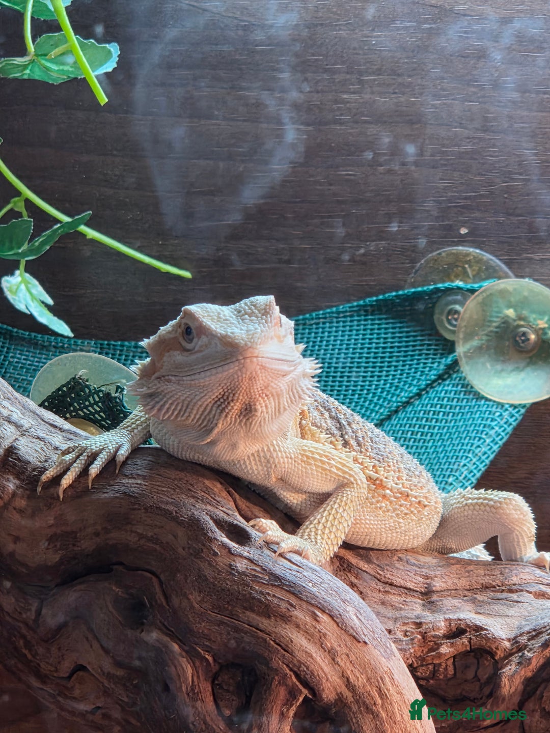 Bearded Dragon reptiles for sale: Juvenile bearded dragon - Image 2