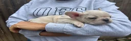 French Bulldog dogs for sale: Frenchie puppies available - Advert 19