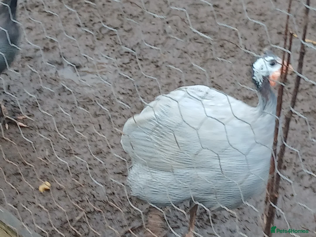 Guinea Fowl poultry for sale: Guinea fowl - Advert 1