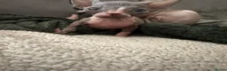 Sphynx cats for sale: Sphynx kittens  - Advert 2