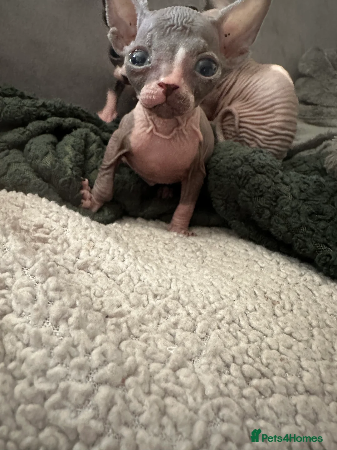 Sphynx cats for sale: Sphynx kittens  - Advert 2