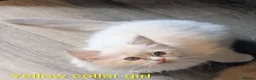 Ragdoll cats for sale: TICA registered Ragdoll kittens  in Bracknell - Advert 14