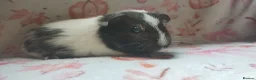 Guinea Pig rodents for sale: Beautiful pair of girl guinea pigs aka sow ready  - Advert 12