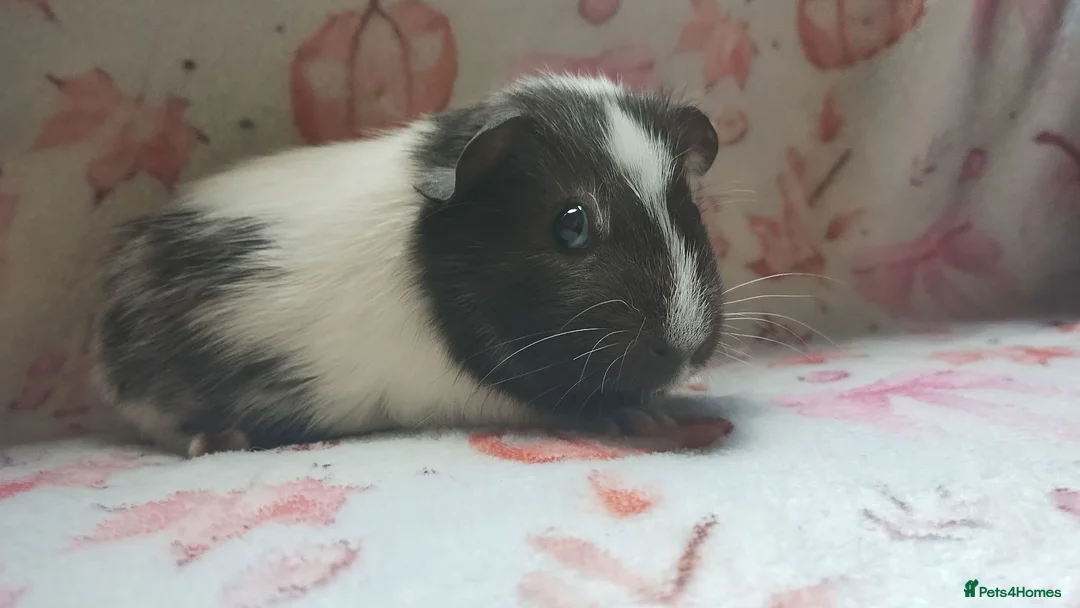 Guinea Pig rodents for sale: Beautiful pair of girl guinea pigs aka sow ready  - Advert 12