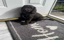 Cockapoo dogs for sale: Cockerpoo x for sale - Image 1