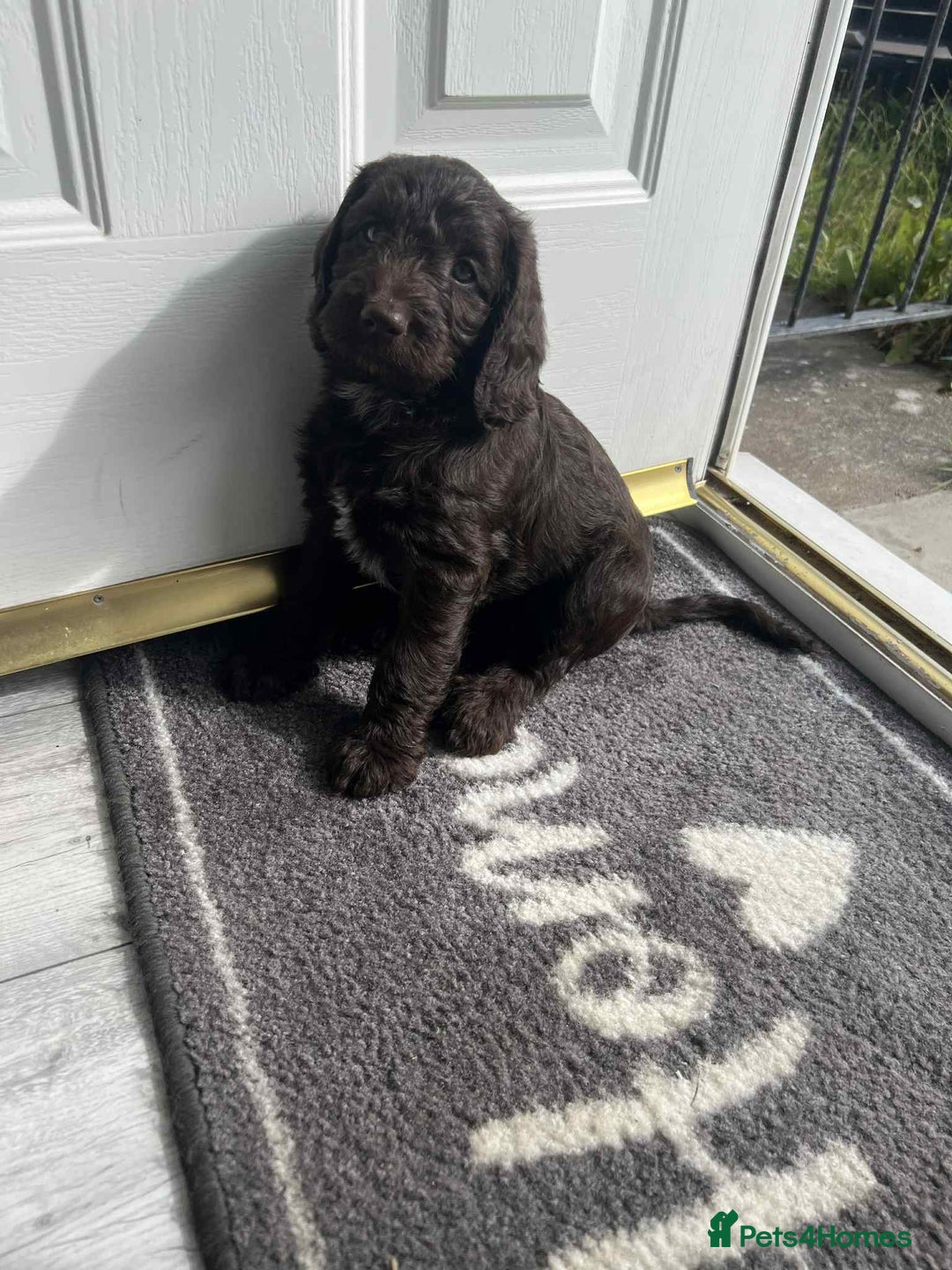 Cockapoo dogs for sale: Cockerpoo x for sale - Image 1