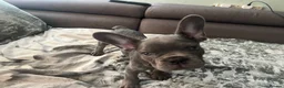 French Bulldog dogs for sale: 9 week old blue French bulldog  in Gravesend - Advert 4