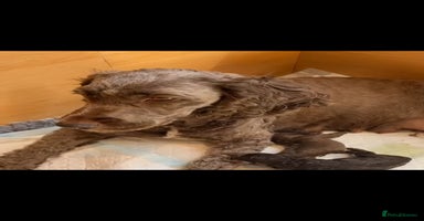 Cockapoo dogs - Advert 9