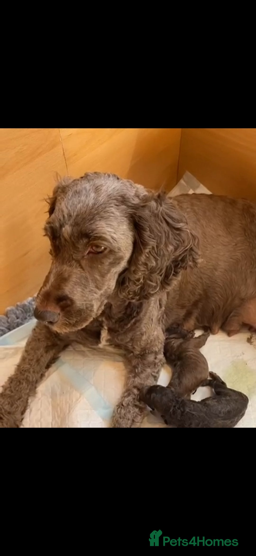 Cockapoo dogs for sale: Six beautiful chocolate F1b cockerpoo babies! - Image 2