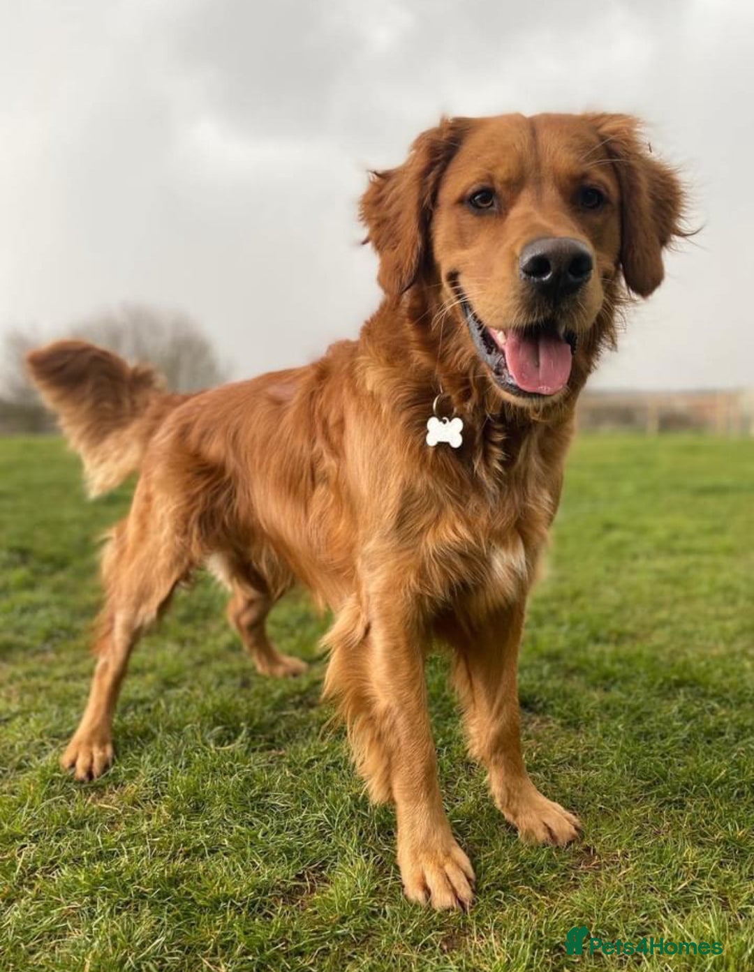 Retriever Puppies Golden English Setter English Setter And Golden