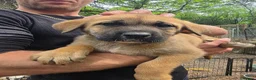 Mixed Breed dogs for sale: 9 (2 LEFT) Beautiful Akita x puppies for sale - Advert 11