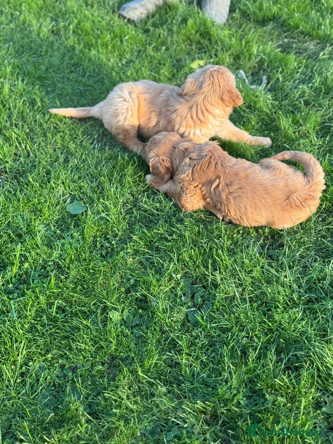 Golden Retriever dogs for sale: KC Registered Golden Retriever Puppies - Image 13