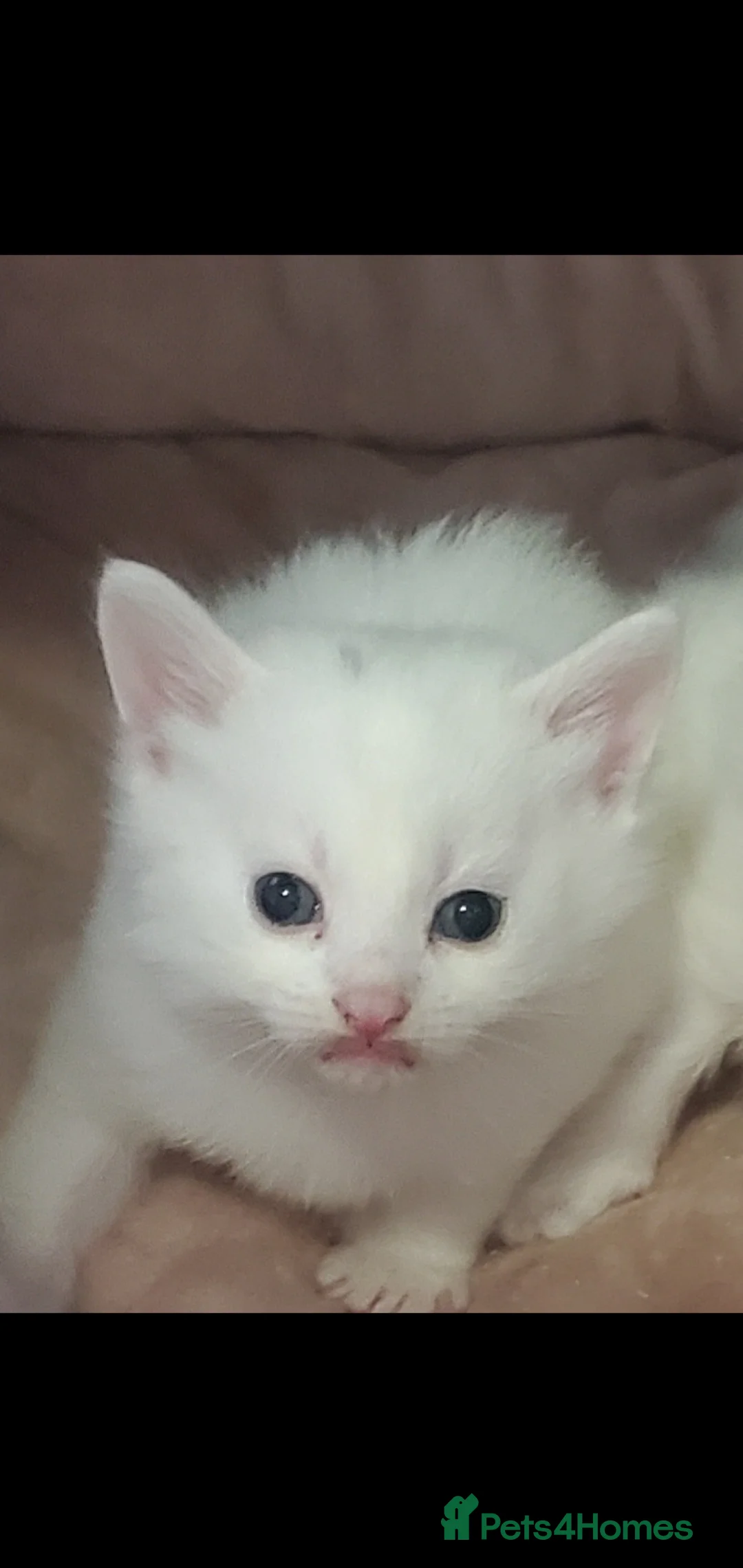 Ragdoll cats for sale: Rag doll mix  - Advert 2