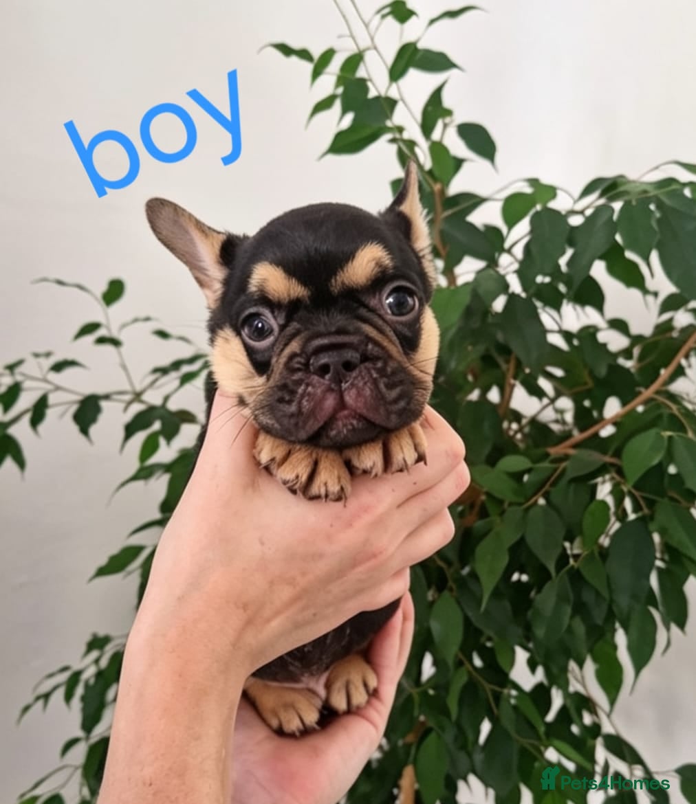French Bulldog dogs ⭐️⭐️⭐️⭐️⭐️Coco&Nero⭐️⭐️⭐️⭐️⭐️ - Advert 2