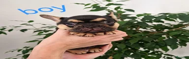 French Bulldog 4