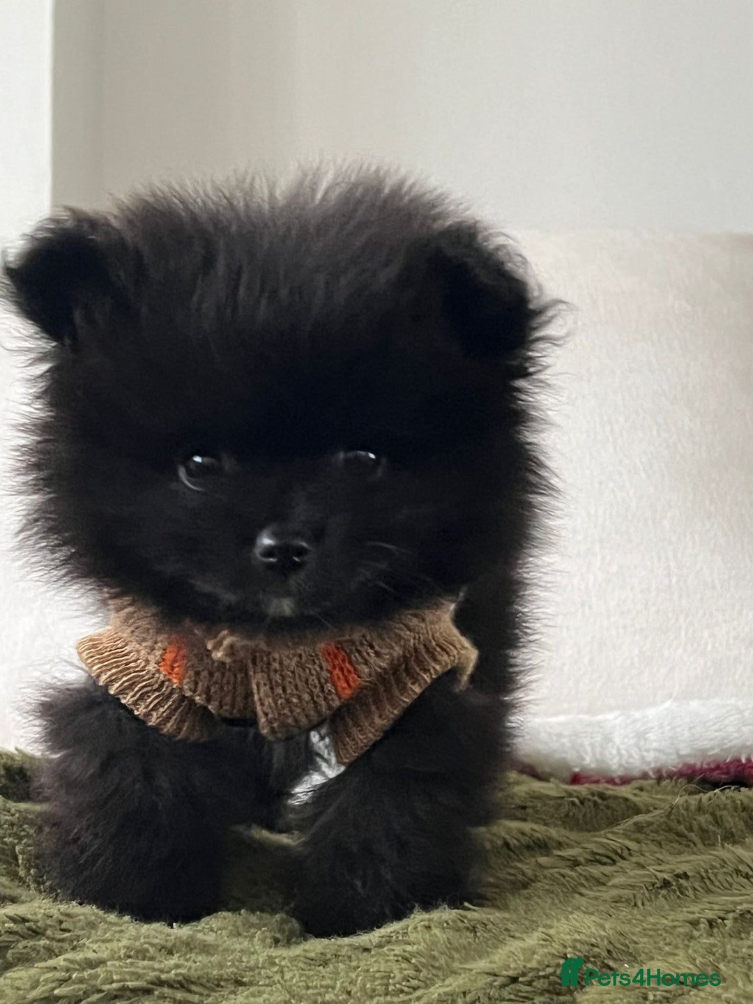 Pomeranian dogs for sale: ONE-TIME ONLY PUREBRED POM PUP (BLUE MERLE PARENT) - Advert 4