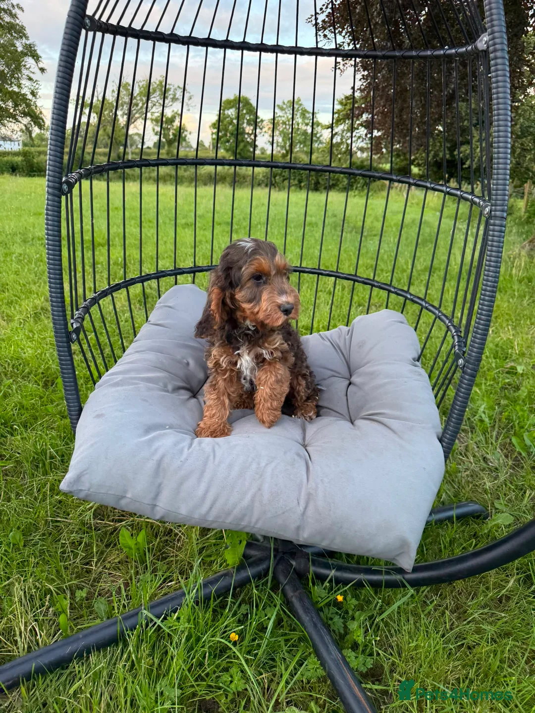 Cockapoo dogs for sale: F1 cockapoo boy ready to leave now  in Preston - Advert 2