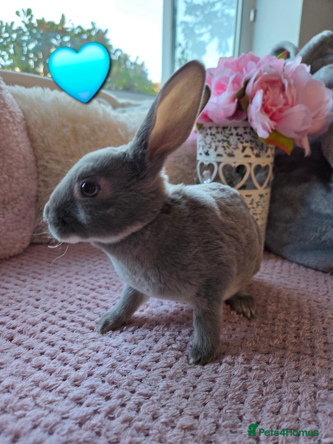 Rex rabbits for sale: 🐰🐰Beautiful baby mini rex 🐰🐰 - Advert 15