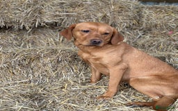 Labrador Retriever dogs for sale: Fox red Labrador puppies for sale - Image 10