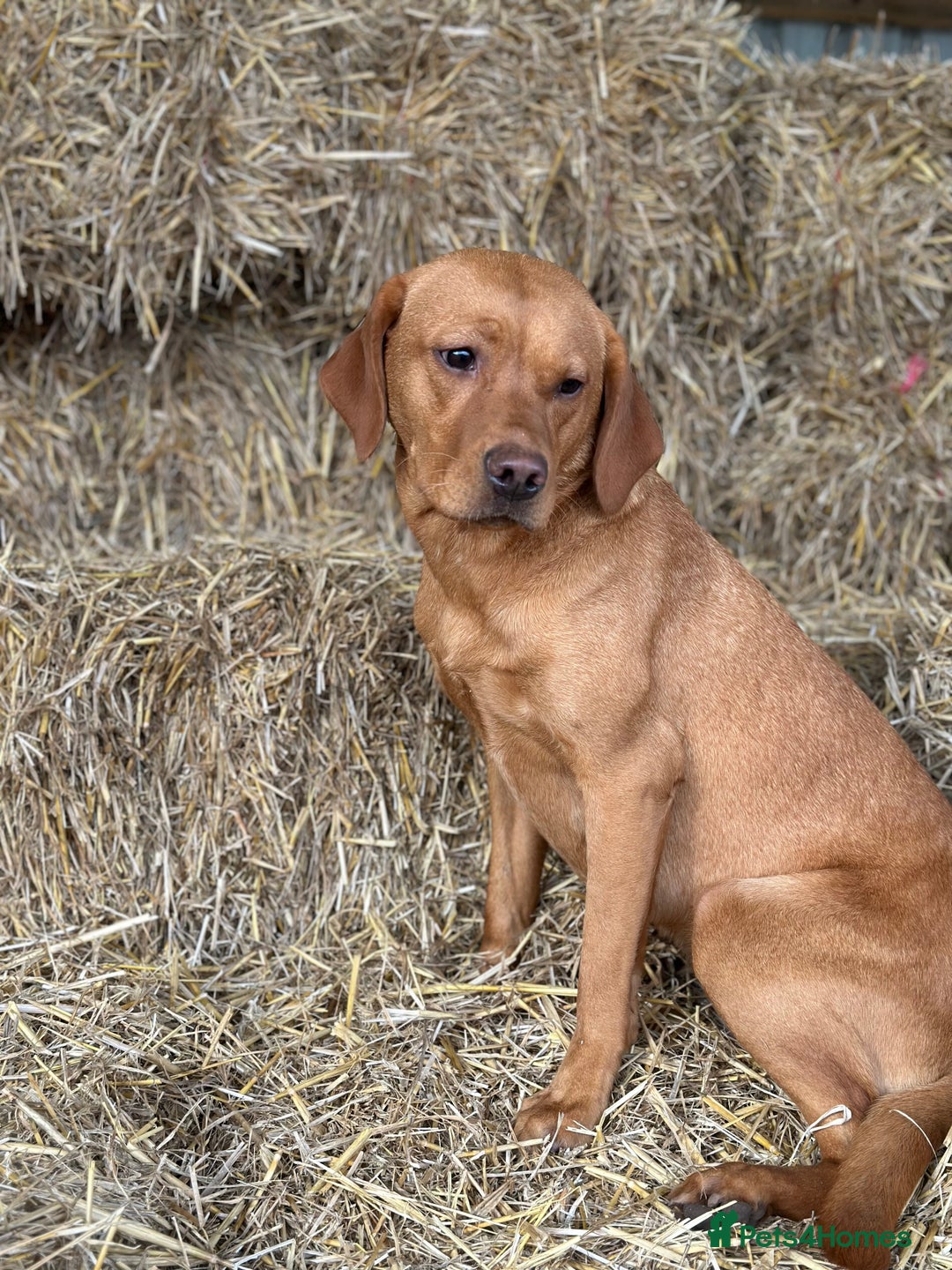 Labrador Retriever dogs for sale: Fox red Labrador puppies for sale - Image 10