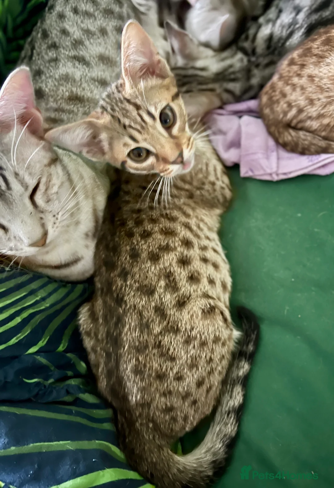 Ocicat cats for sale: Two delightful Ocicat boys available - Advert 9