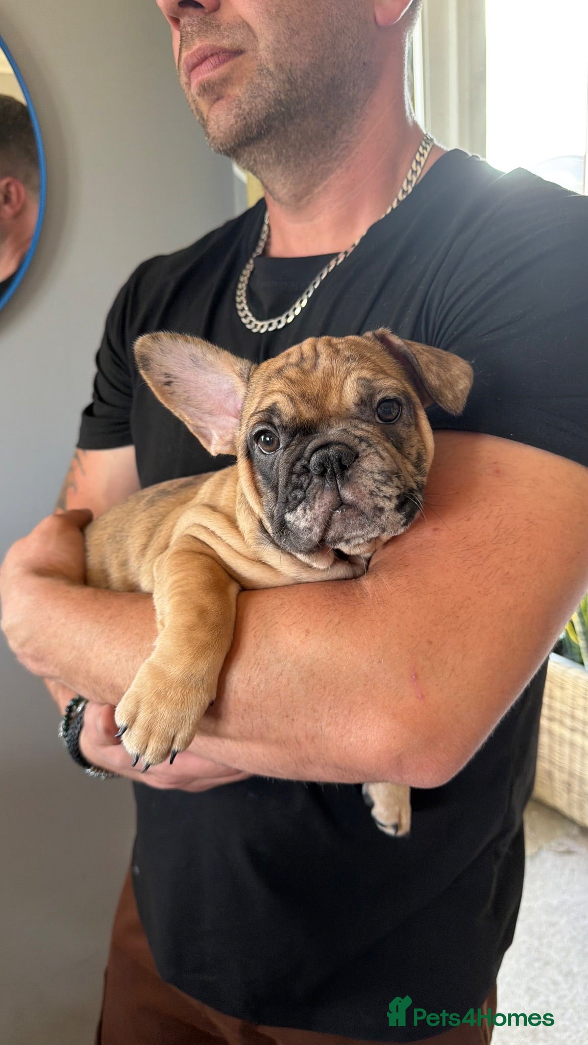 French Bulldog dogs 5 generations KC French bulldog puppies 🐶  - Advert 2