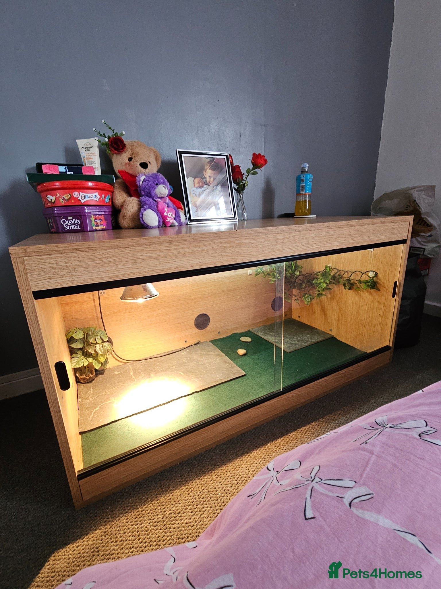 Tortoise reptiles Leapord tortoise  - Advert 10