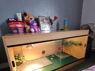 Tortoise reptiles Leapord tortoise - Advert 1