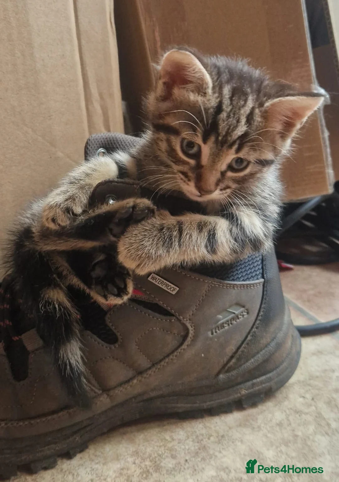 Mixed Breed cats for sale: 2 beautiful male kittens for sale  - Advert 5