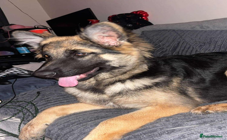 German Shepherd dogs Female German Shepherd  - Advert 1