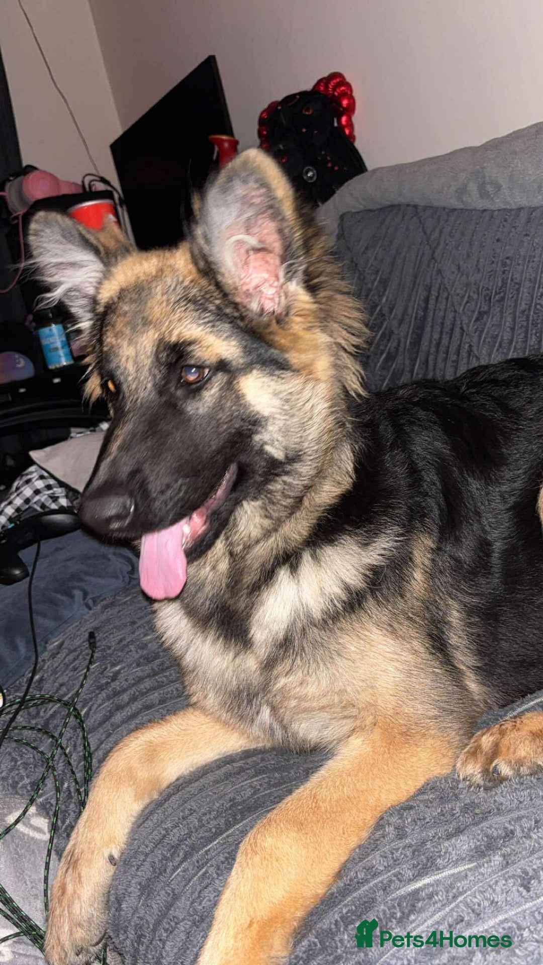 German Shepherd dogs for sale: Female German Shepherd  - Advert 1