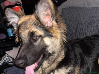 German Shepherd dogs for sale: Female German Shepherd - Advert 1