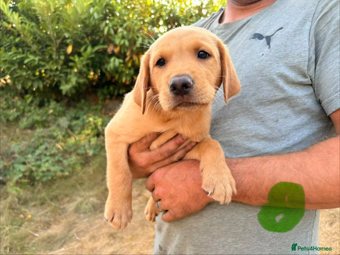 Labrador Retriever dogs for sale: Fox red labs  - Advert 2