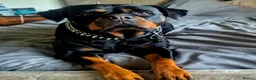Rottweiler dogs for sale: Pedigree Rottweiler Female 3 Years 3 months old. - Advert 3
