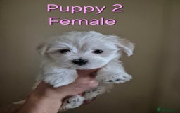 Maltese dogs for sale: Maltese Mini - Image 5