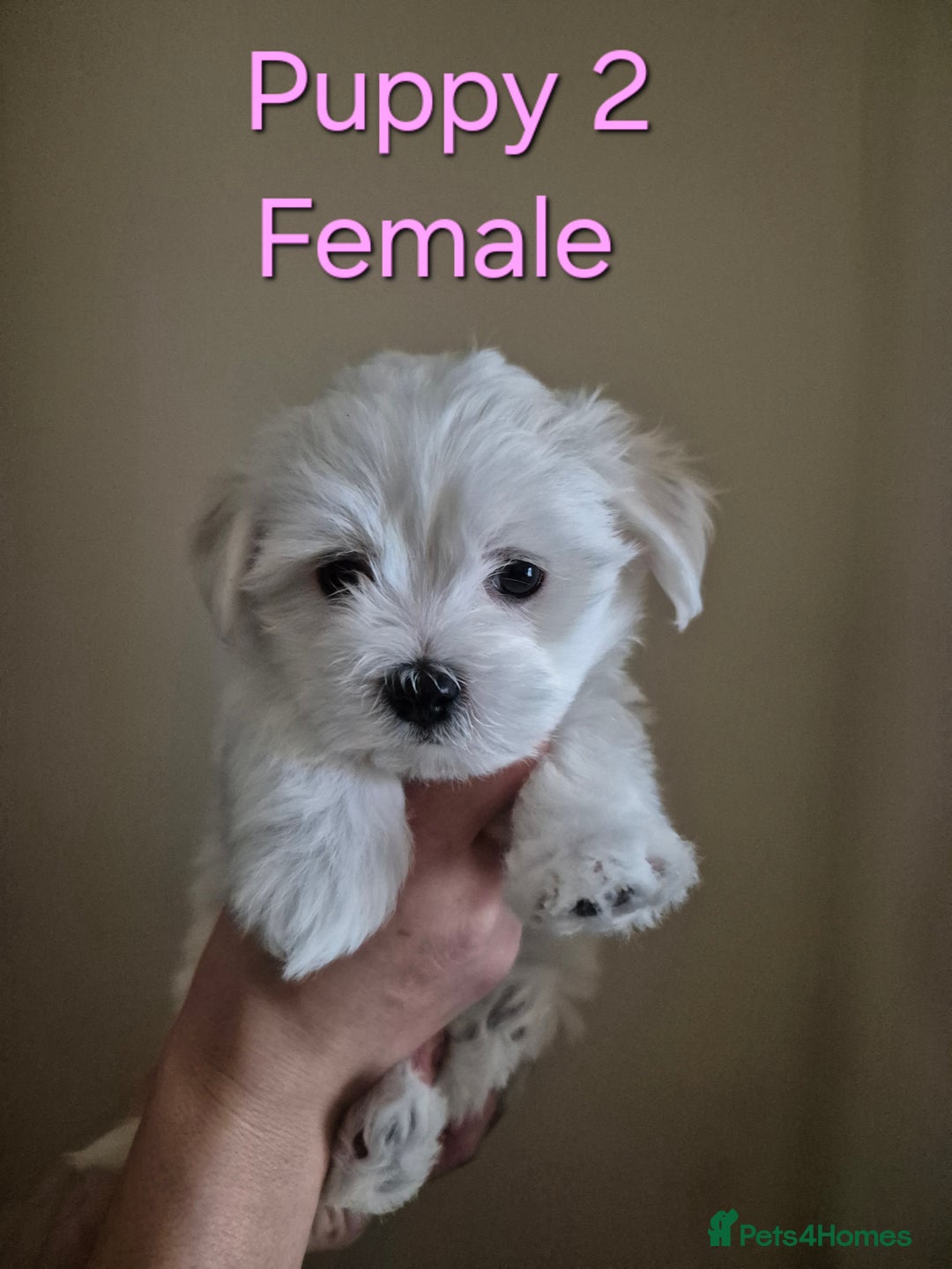 Maltese dogs for sale: Maltese Mini - Image 5
