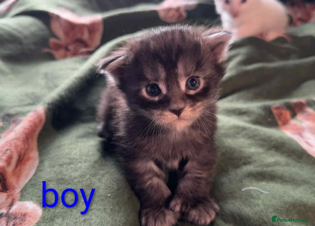 Maine Coon cats for sale: Polydactyl Maine coon babies  - Advert 5