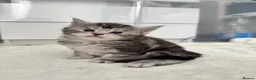 Maine Coon cats for sale: 🌟🌟 Amazing Kittens Maine Coon 🌟🌟 - Advert 4