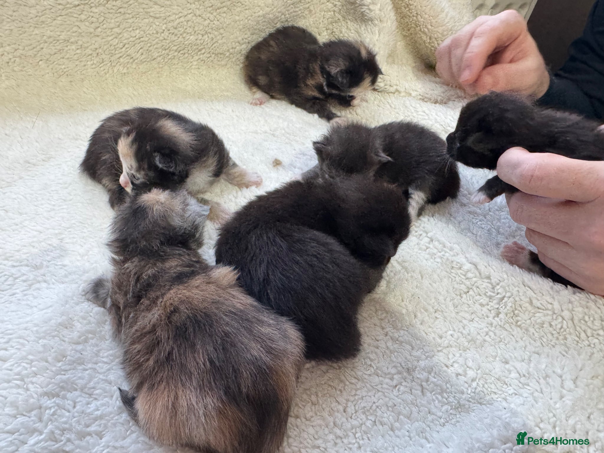 Maine Coon cats PEDIGREE MAINE COON KITTENS 3 boys/3girls - Advert 2