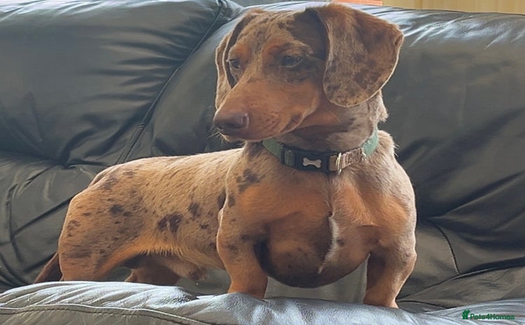Miniature Dachshund dogs - Advert 6