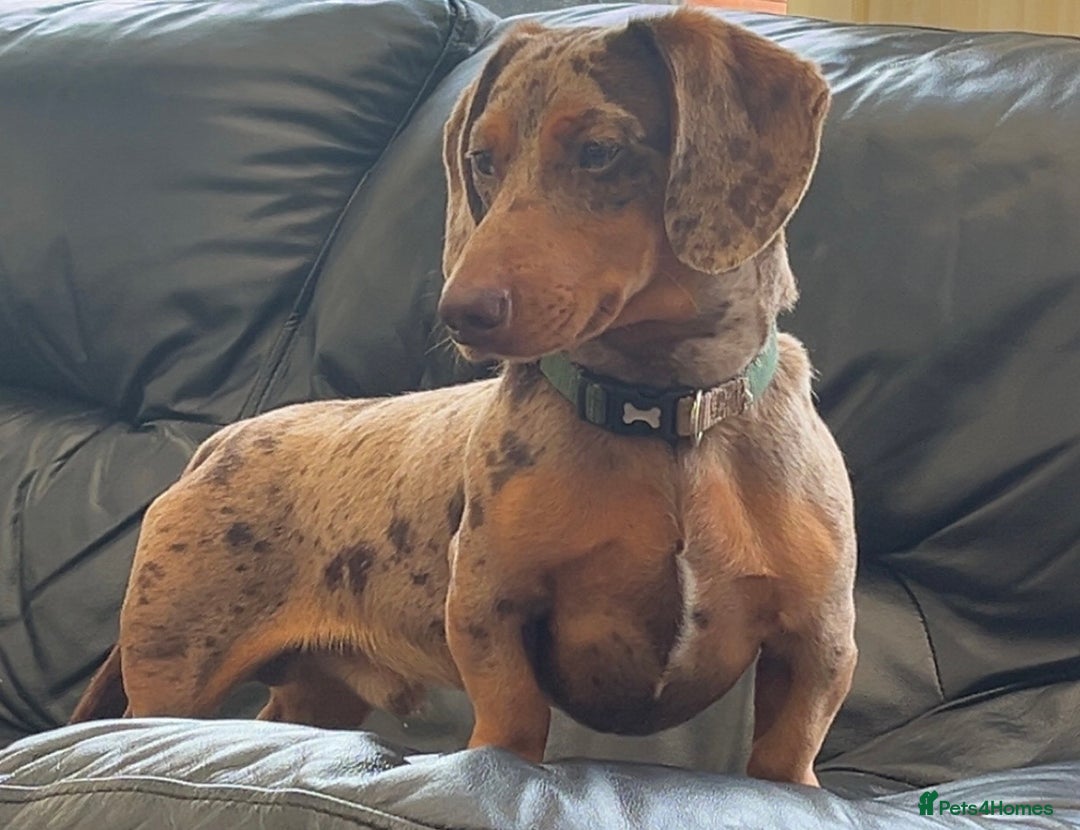 Miniature Dachshund dogs for sale: 1 year old male chocolate&tan dapple dachshund  - Image 1