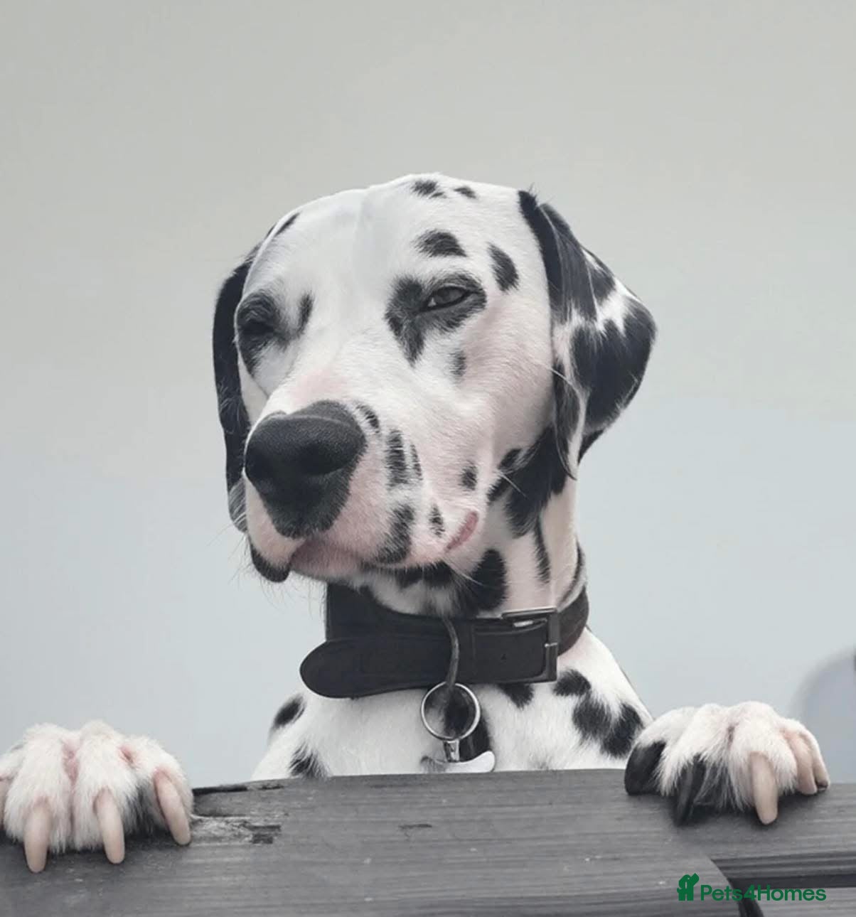 Dalmatian dogs Stunning Dalmatian male  - Advert 8