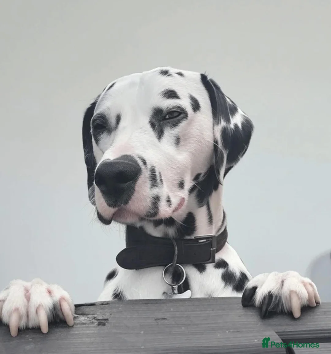 Dalmatian dogs for sale: Stunning Dalmatian male  - Advert 1