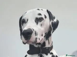 Dalmatian dogs Stunning Dalmatian male - Advert 7