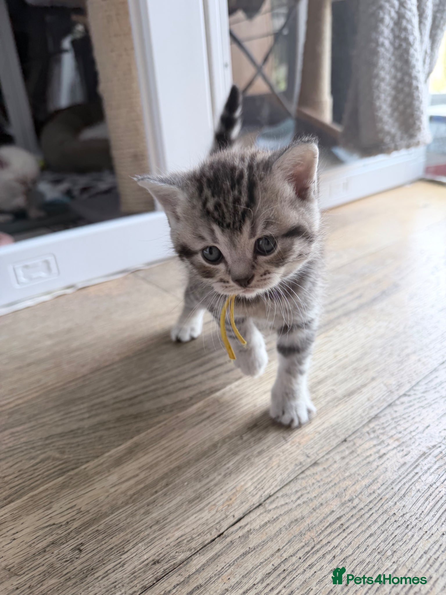 British Shorthair cats for sale: Exceptional British Shorthair kittens 🩷 - Advert 20